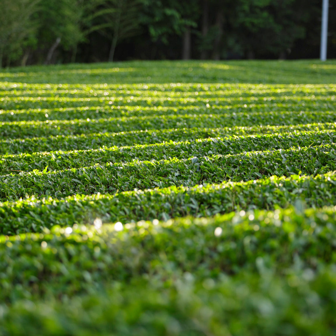Pure organic matcha & tea from Japan