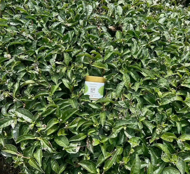 ORGANIC UJI MATCHA OKUMIDORI GOLD - 30g