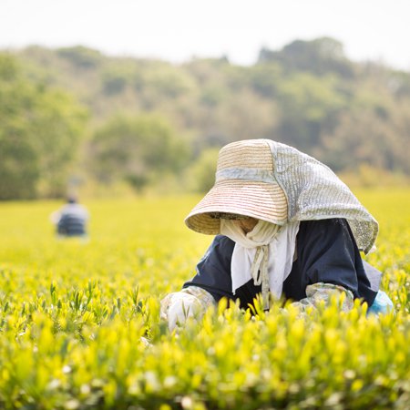 teafarmers