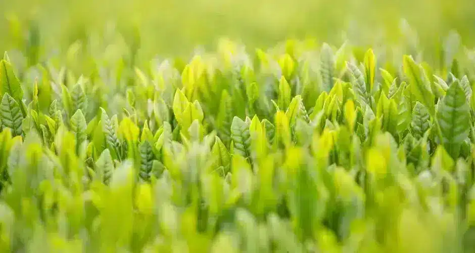 matcha kagoshima