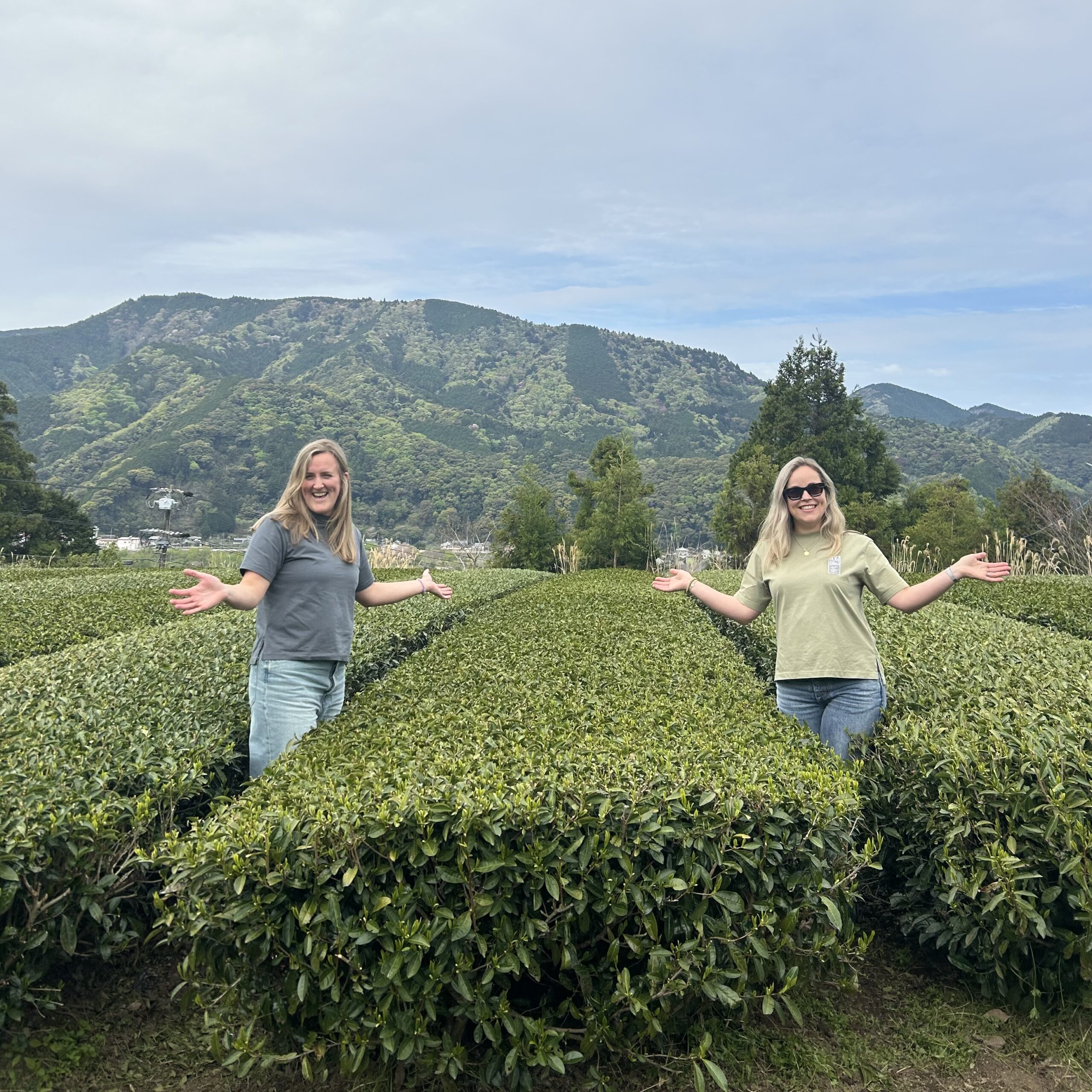 tea sisters in Japan april 2024